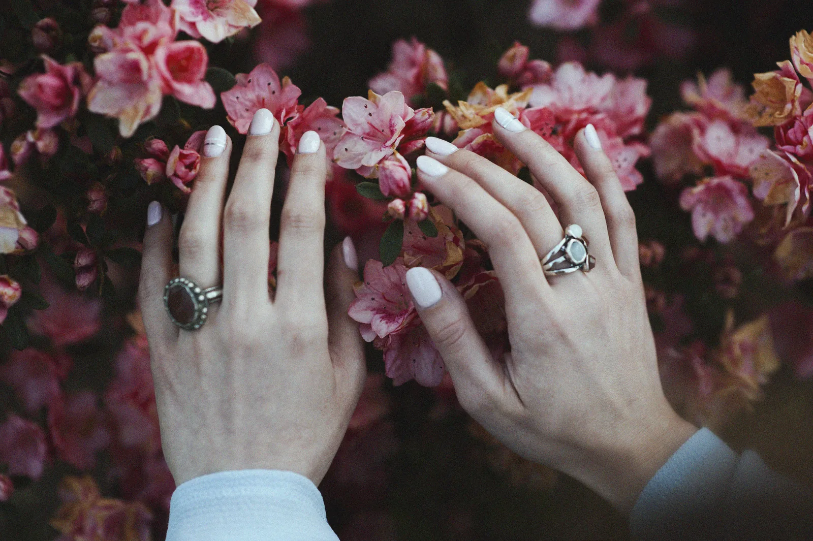 Hands with pale polished nails and rings resting on pink blossom